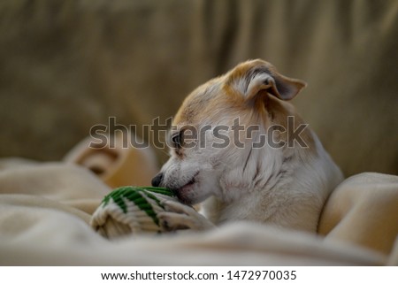 Chihuahua chewing a sock stock photo