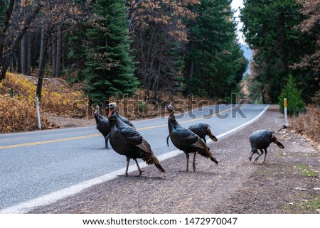 Turkeys crossing the road stock photo