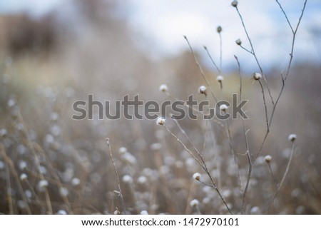 White desert flower landscape stock photo
