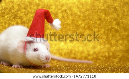 white rat in santa christmas cap on gold background. close-up. symbol of 2020. copy space