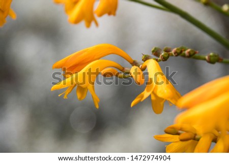 beautiful yellow crocosmia flowers blooming in the garden with blurry background Royalty-Free Stock Photo #1472974904