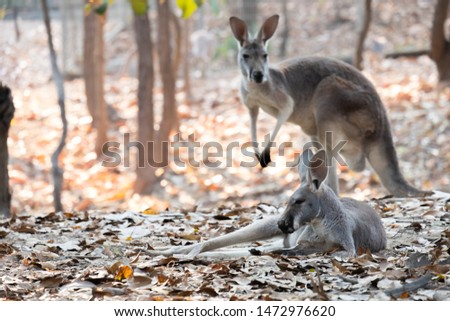 kangaroo is the national symbol of Australia.