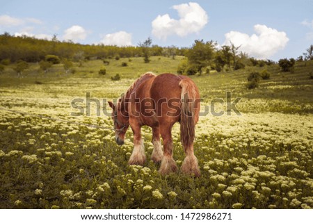 horse at sunset outside. The Mare in the pasture. The bridle on the horse's head. Horse eat grass