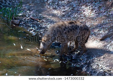 Hyena drinking water in a mountain stream, next to rocks and in a natural background. Plants around the animal, hot habitat. Hyena looking for food. Wild, carnivorous.
