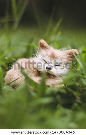 Fox - Vulpes Sleeping On The Ground 