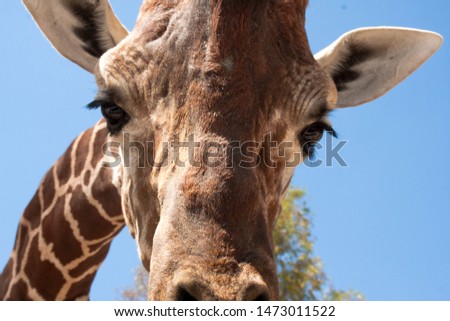 Giraffe on a safari, seen closely, with a natural and warm background. With the clear sky and blue background. Hot habitat. Giraffes related to each other. Harmless giraffes, wanting to receive food.