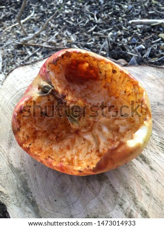 Windfall apple, hollowed out by garden birds, showing beak and feet marks