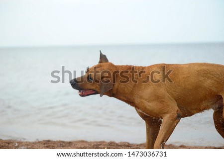 the red dog shakes off near the water