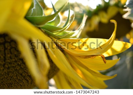 
sunflower flowers grow in the field