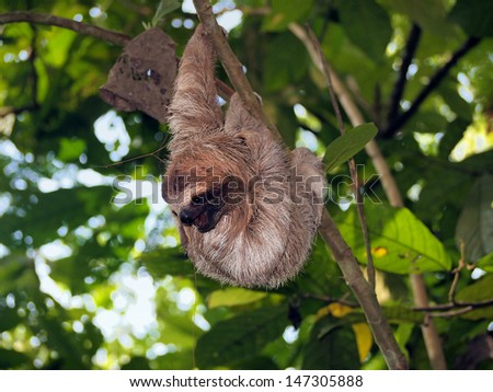 Young brown-throated sloth hanging from a branch in the jungle