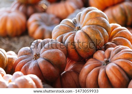 a lot of Autumn pumpkins at outdoor farmers market on display for sale ready for Halloween. Good for background