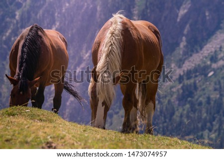 Beautifull horses eating in Aiguastortes, Spain, Pyrinees.