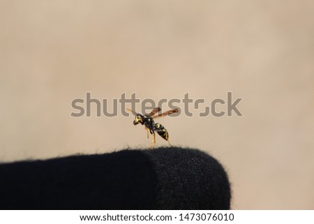 Picture of a wasp ,taken on a beach