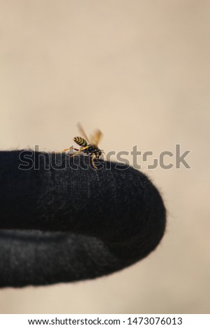 Picture of a wasp ,taken on a beach