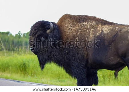 Wild Bison Posing For Pictures