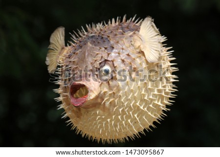 Photo of a prepared blowfish against blurred background