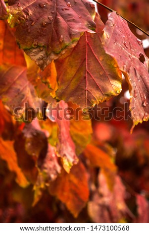 Beautiful autumn red and yellow leaves create an amazing picture. Nature creates incredibly vivid images that you admire and wonderful impressions remain in your memory.