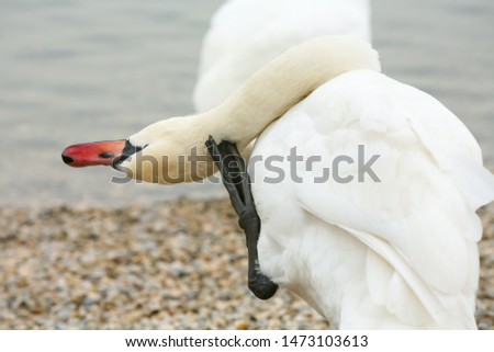 A swan on pebble lake shore scratching his neck.