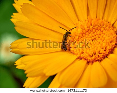 Bee on orange marigold flower extreme close-up macro DOF view 