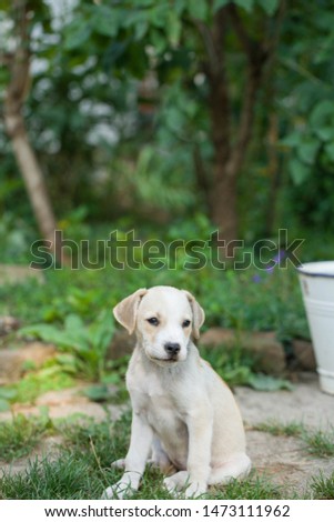 Puppy playing In The Garden stock photo