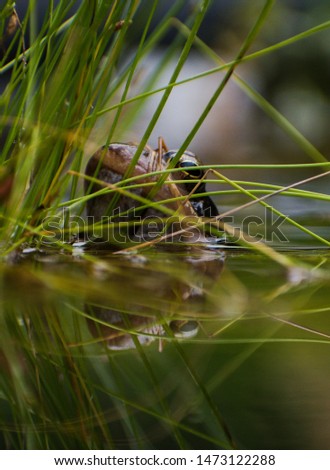 A photo of a frog