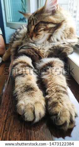 Picture of a Maine Coon kitten sitting on a window-sill near an open window, selective focus
