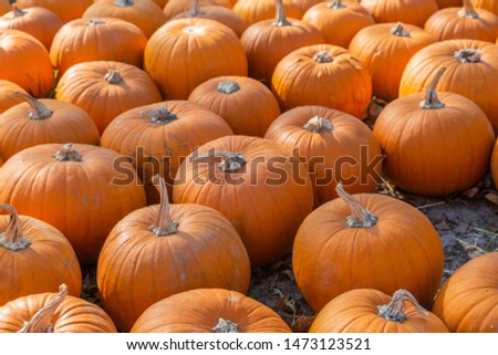 a lot of orange pumpkins lie in a heap