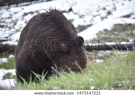 Grizzly Bear Mother Sow and her two cubs feeding on the roadside in Yellowstone National Park, USA