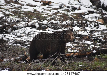 Grizzly Bear Mother Sow and her two cubs feeding on the roadside in Yellowstone National Park, USA