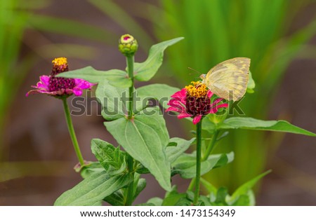 Butterfly Multicolor with happy life in green nature