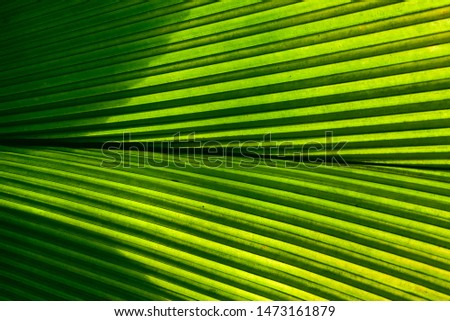 Green palm leaves .largeleaf Curculigo's ( Curculigo capitulata). background images of palm leaves.