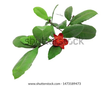 Branches of leaves and red flowers on a white background
