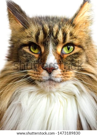 Close Up Portrait of a Maine Coon Cat Face on a White Background