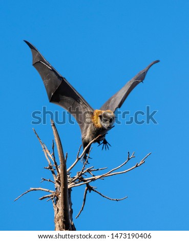 Australian fruit bat flying against blue sky background