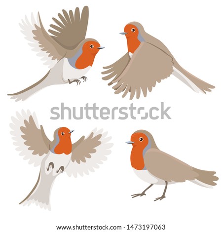 Robin bird set isolated on white background. Vector graphics.