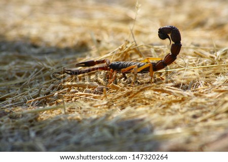 A venomous scorpion foraging for food during a cooler day.