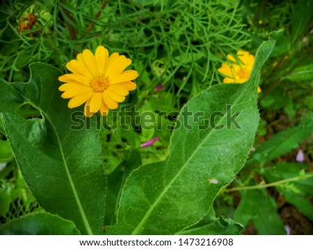 bright green leaves grow in nature eco pattern background green grass meadow herbal and fresh morning orange flowers macro image