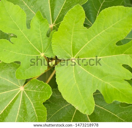 Fresh bright green fig leaves, close view detail.