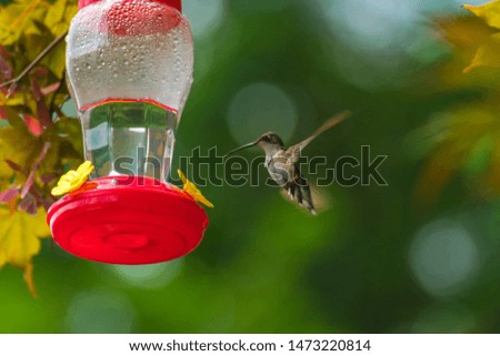 Pretty little male humming bird feeding on nectar 