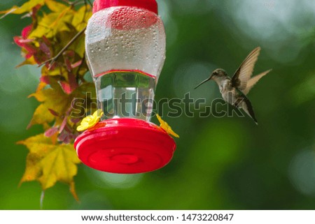 Pretty little male humming bird feeding on nectar 
