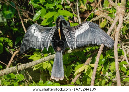 The anhinga, is a water bird of the warmer parts of the Americas. The word anhinga comes from the Brazilian Tupi language and means devil bird or snake bird.