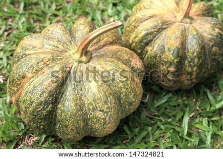 Pumpkins on the grass