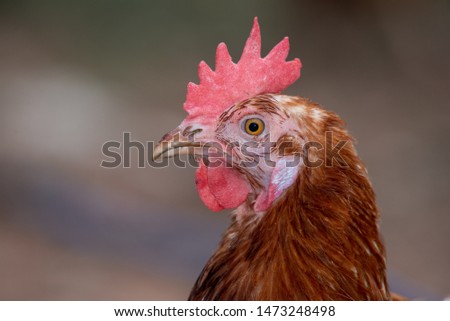 Chicken and background blurred,Clear chicken image