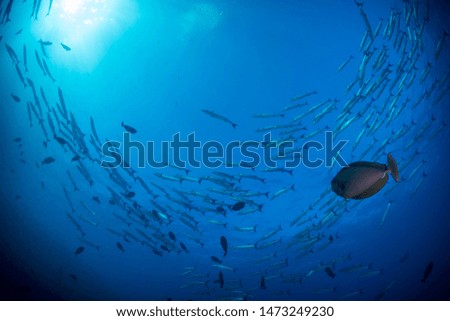 Large school of barracuda swimming just above coral reef