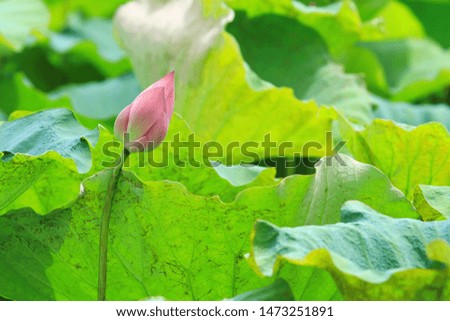 Lotus flowers and lotus leaves
