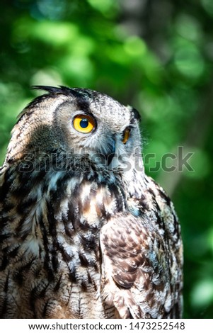 The Eurasian eagle-owl is a species of eagle-owl that resides in much of Eurasia. It is also called the European eagle-owl and in Europe, it is occasionally abbreviated to just eagle-owl