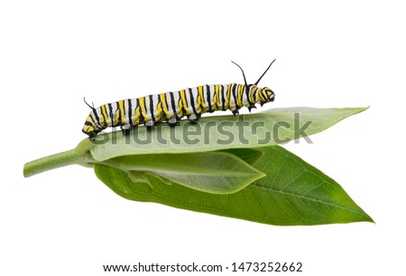 Monarch Caterpillar on milkweed leaf isolated on white background Royalty-Free Stock Photo #1473252662