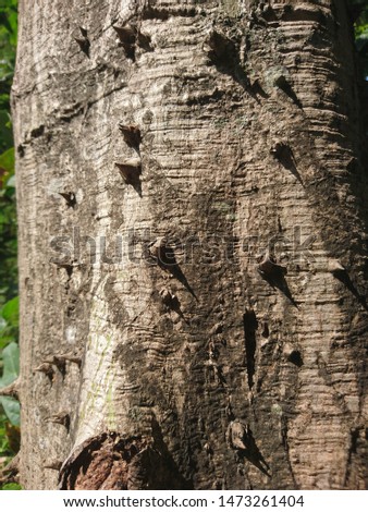 thorny tree in the forest, material for firewood