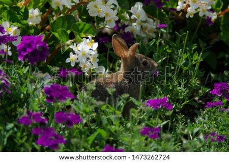 Bunny hiding in the flowers