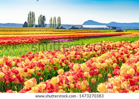 Beautiful landscape picture of multi-colored tulip rows including orange, yellow, red and purple, growing in a field with a barn and trees in the background. 